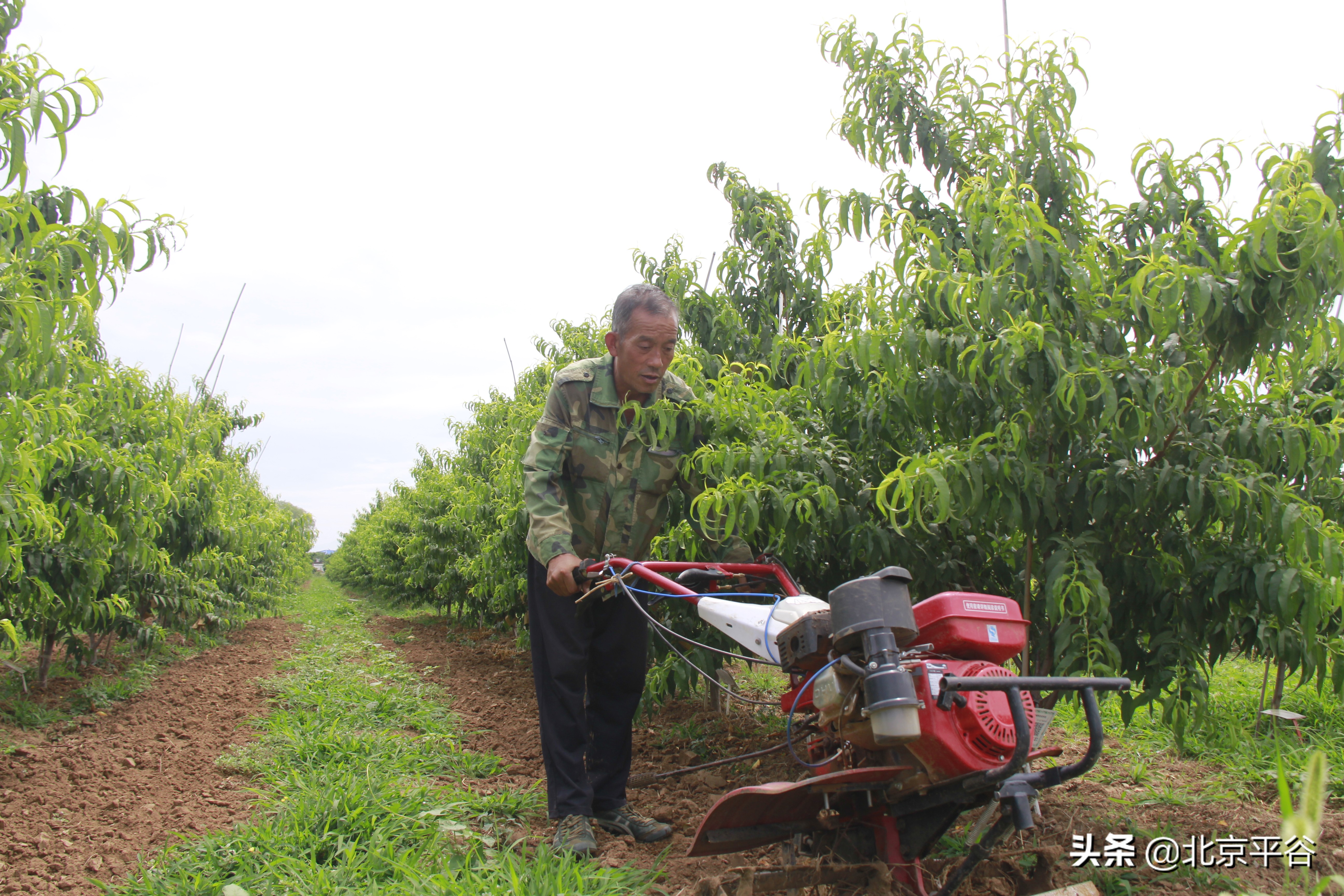 纵有订单滚滚来 平谷桃农偏要“三不摘”
