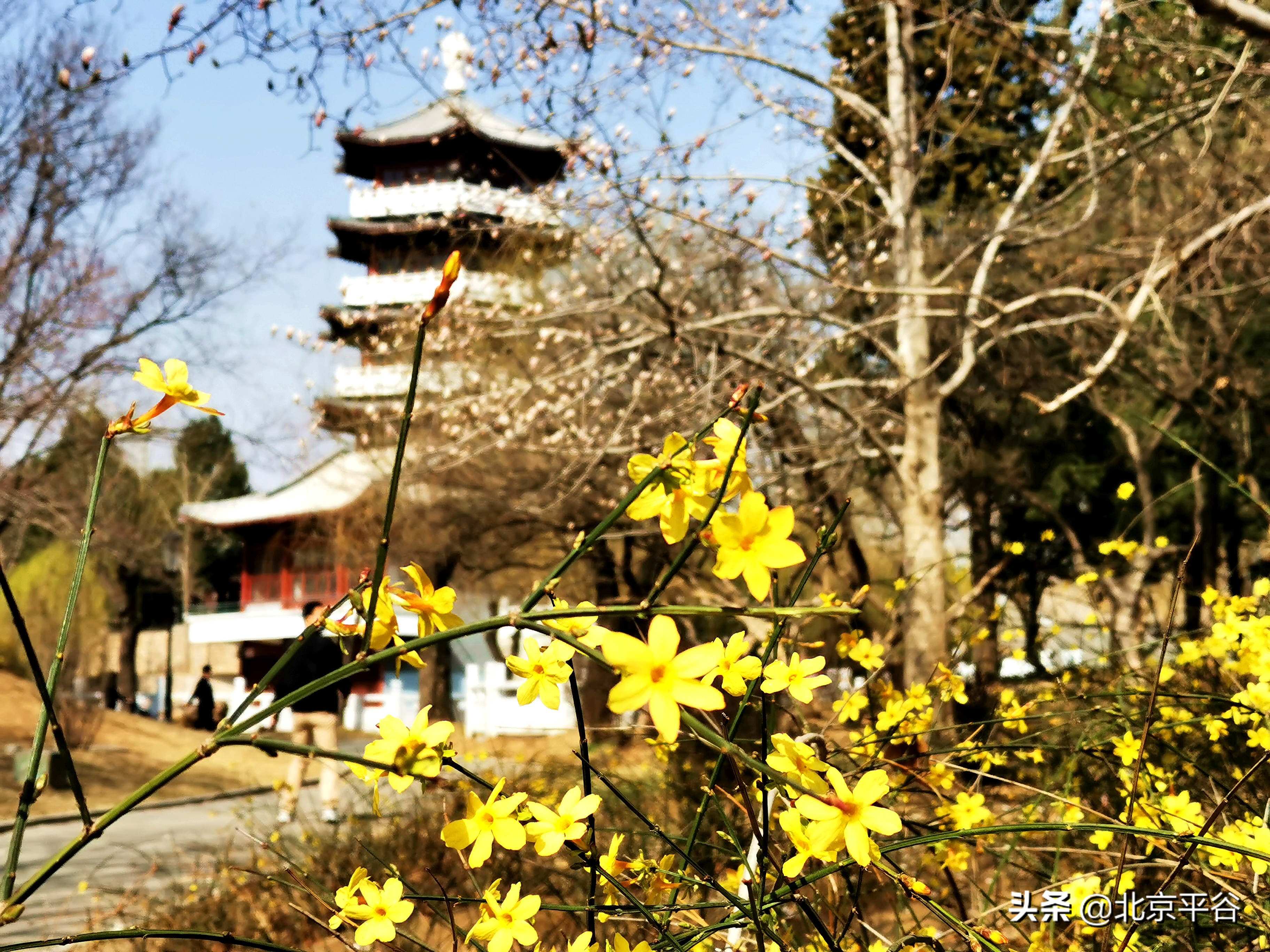 口罩遮住你的脸，却遮不住寻找平谷春天的眼