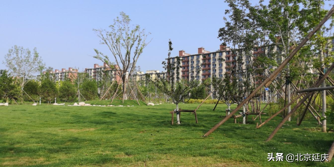 好消息！延庆新添一个森林公园 现已正式开放