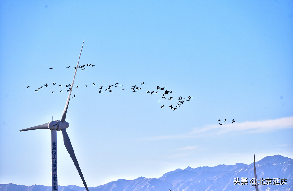 静谧清幽，生机勃勃~最美冬奥城延庆尽显冬日生态之美~