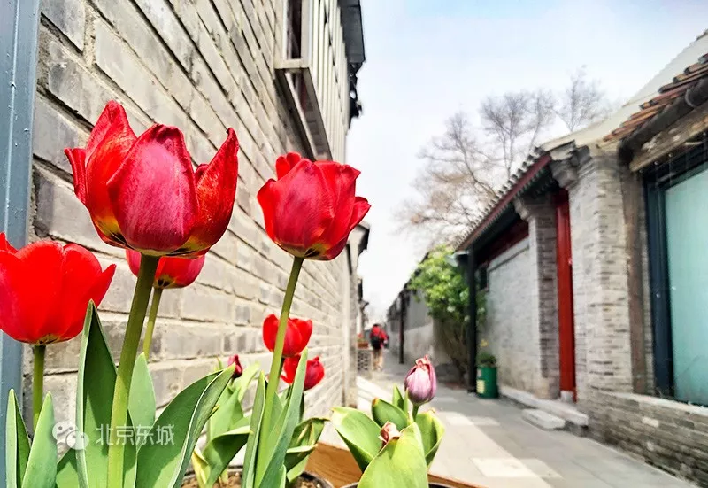 东城今年精细化提升425条背街小巷