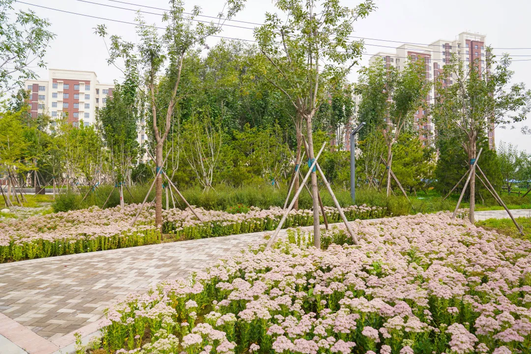 就在明天！衙门口城市森林公园正式开园！又多一个好去处~