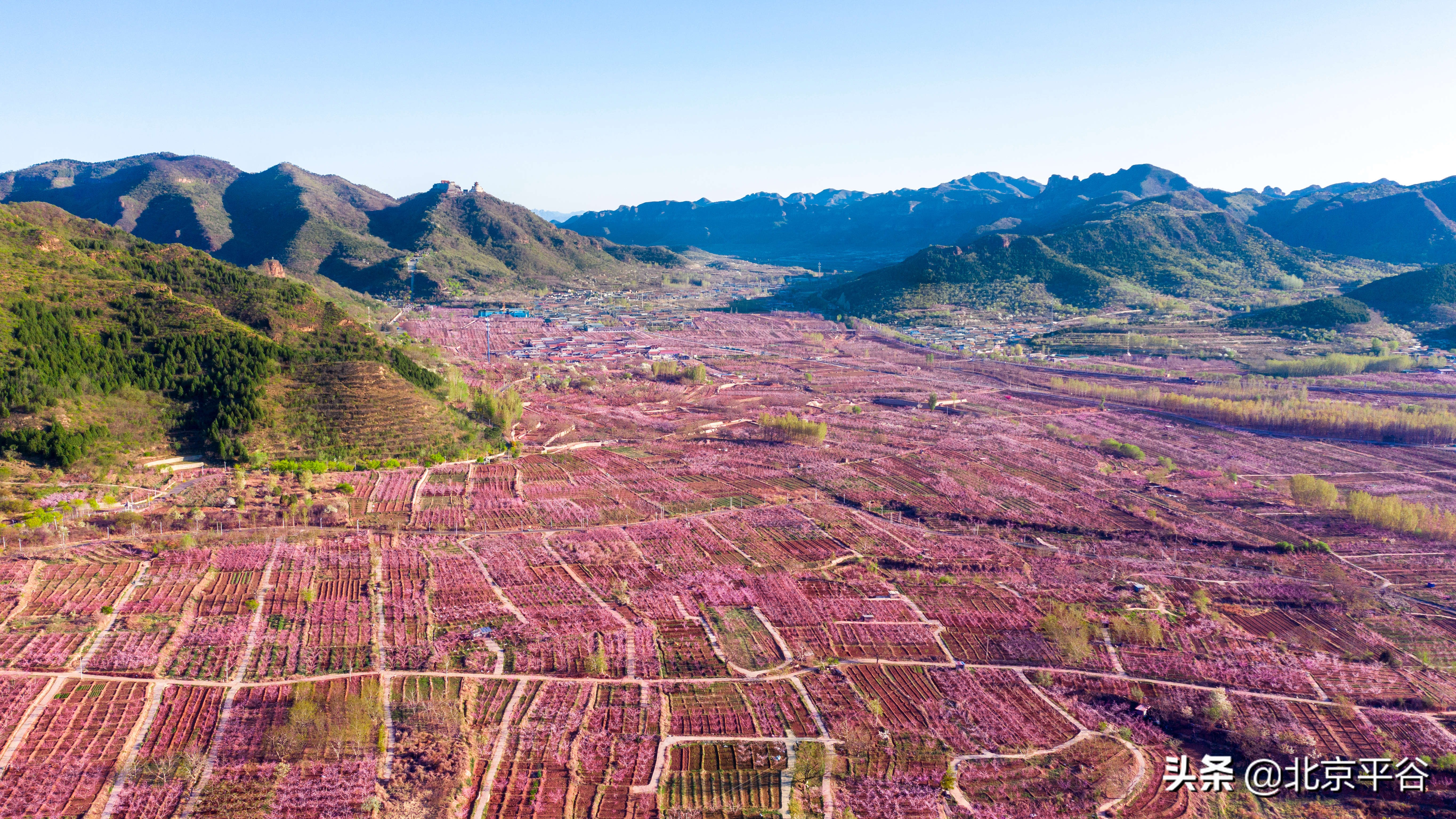 平谷携手阿里巴巴 世界级景观平谷桃花海云上绽放