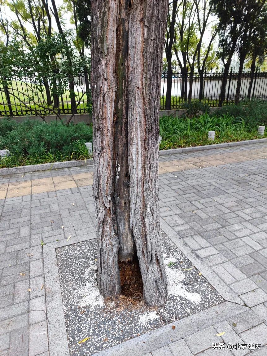 我为群众办实事丨蚂蚁蛀空大树 延庆多部门联合除隐患
