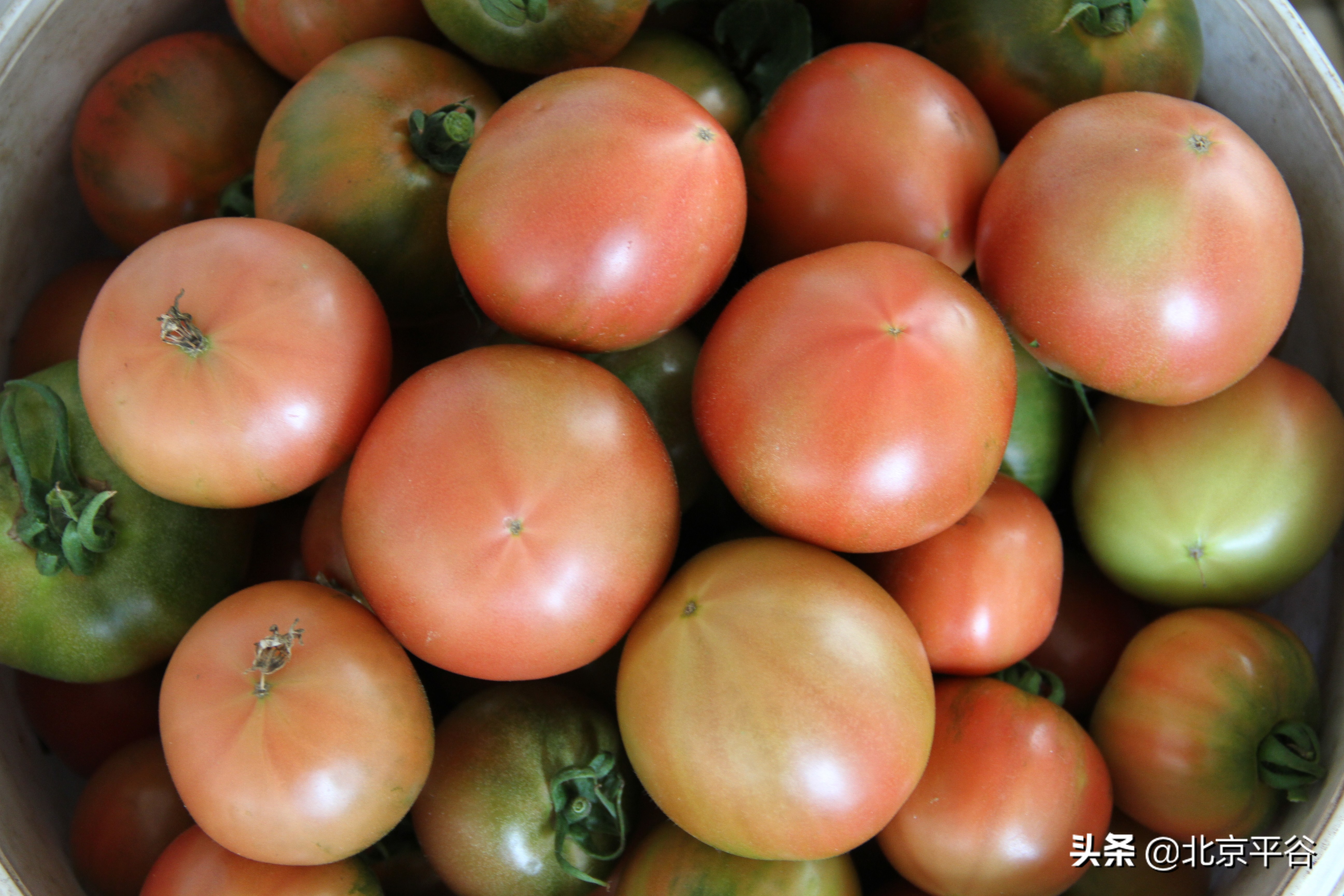 平谷东高村镇：发展现代农业 培育高品质“西红柿”惠民增收