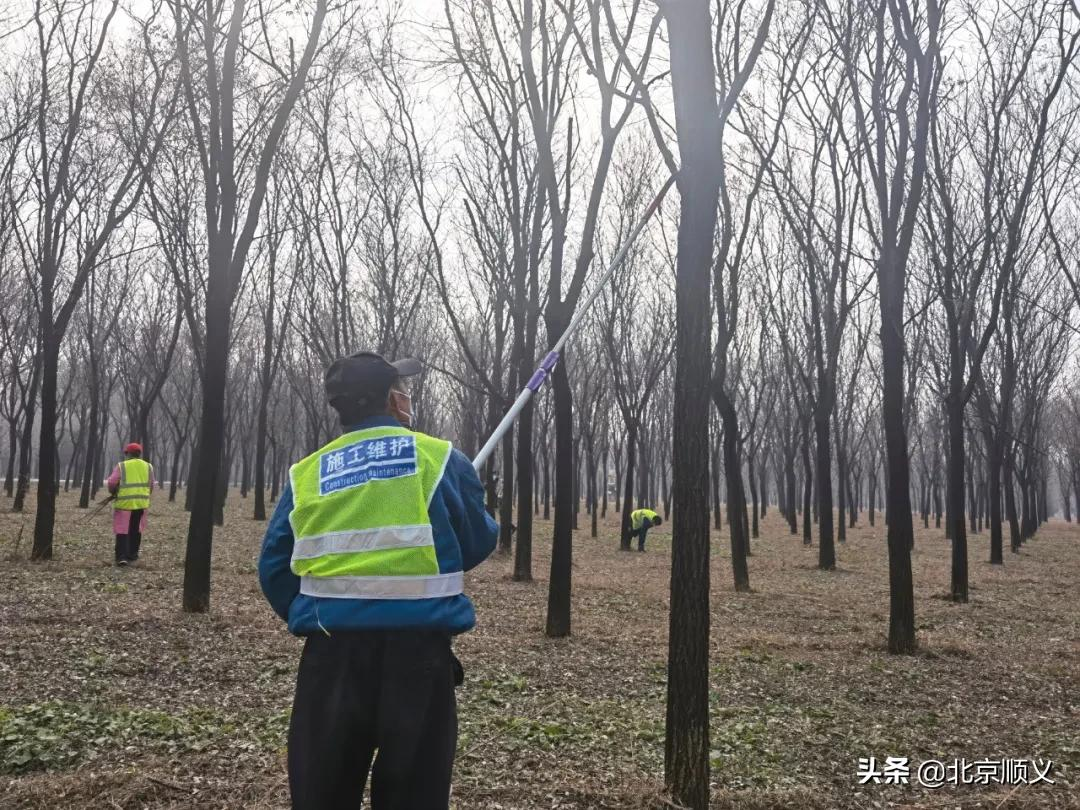 【安全关注】顺义区园林绿化服务中心全力清理林下可燃物，筑牢防火安全墙！