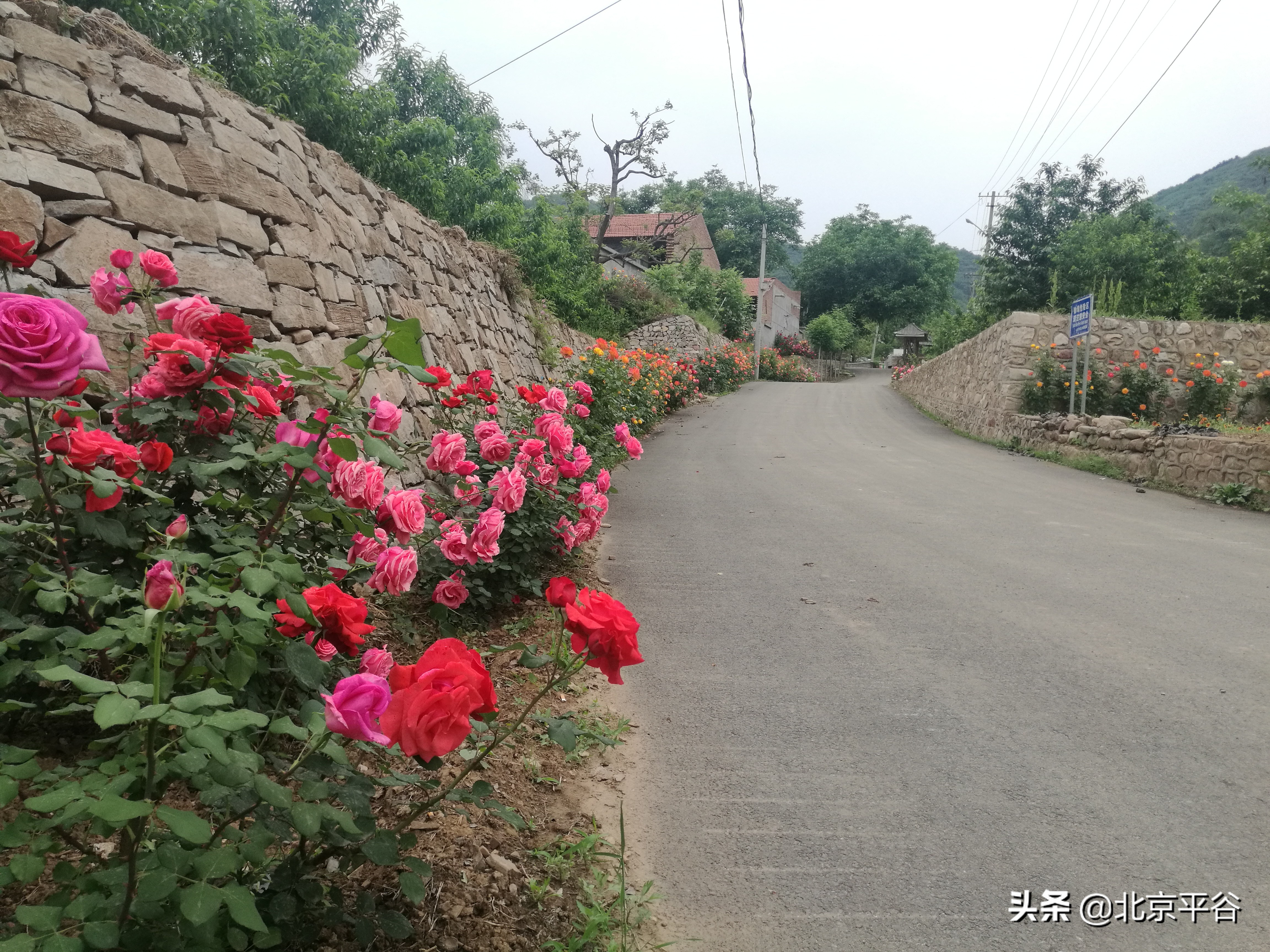 平谷梯子峪村：昔日脏乱差今朝变花园