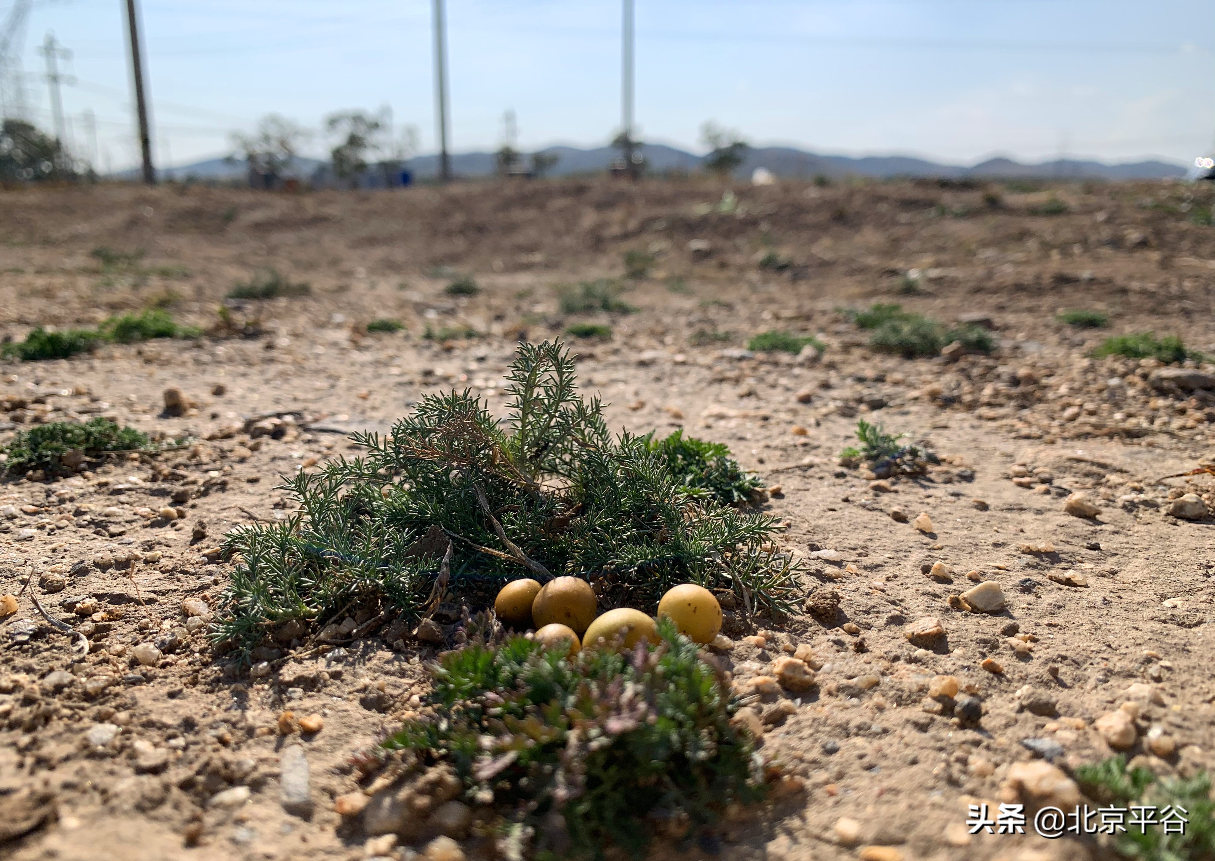 精准扶贫 平谷携手商都让“土豆”变“金豆”