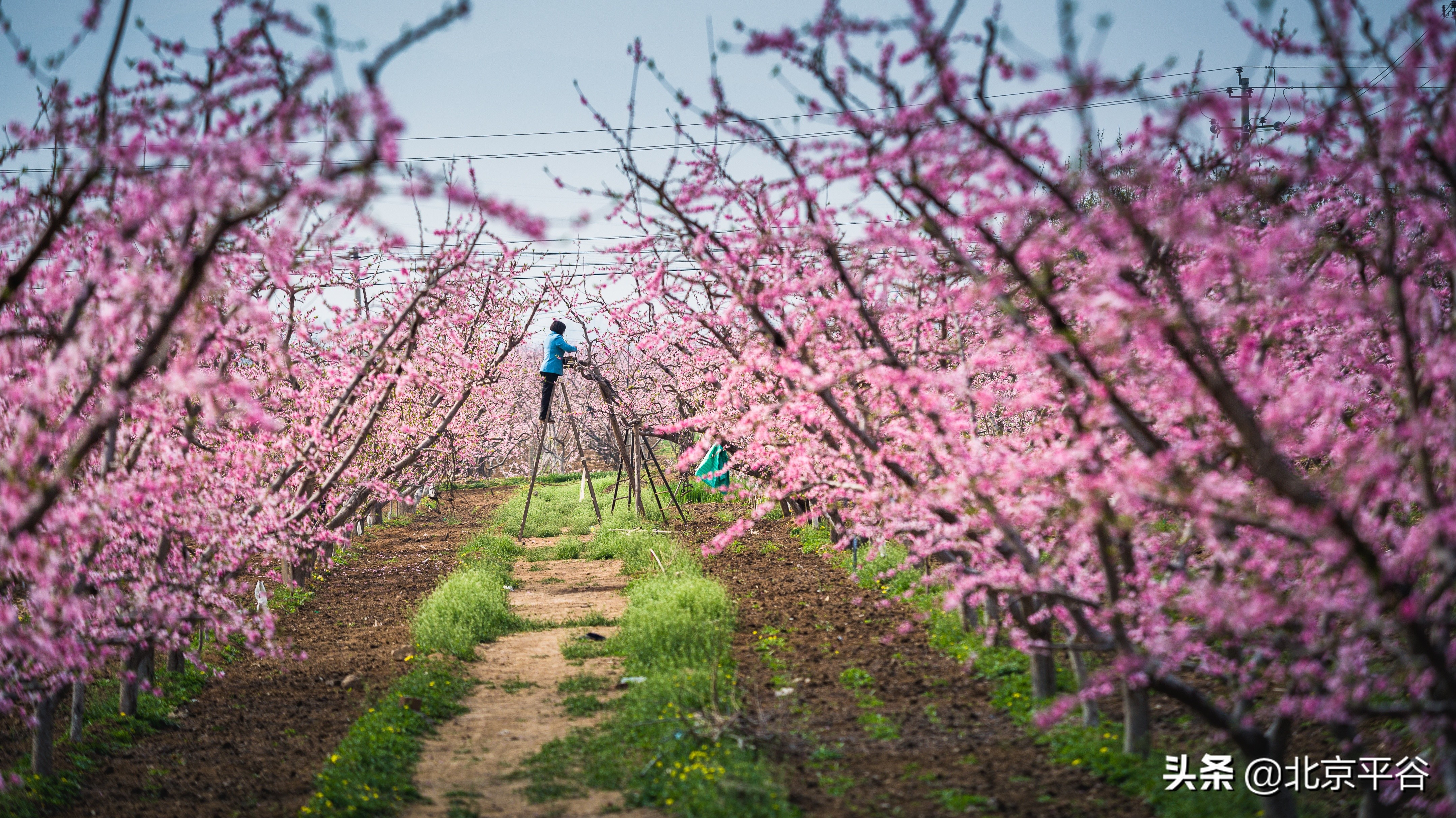 平谷携手阿里巴巴 世界级景观平谷桃花海云上绽放