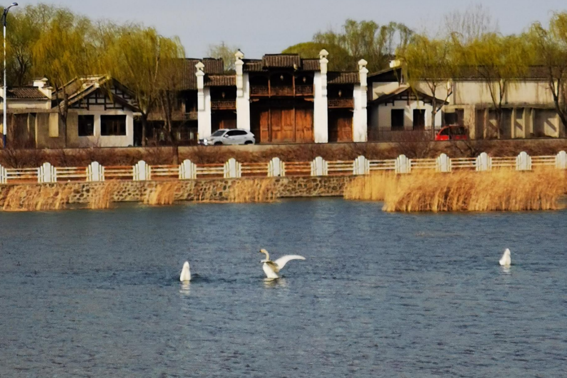 太师屯镇清水河秒变“天鹅湖”，引来众多白天鹅栖息