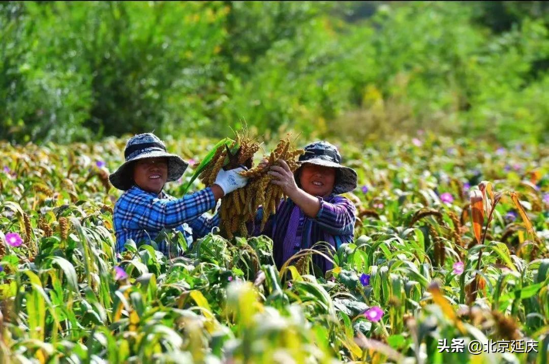 全市第一 延庆区地下水水位上升1.42米，实现6连涨！