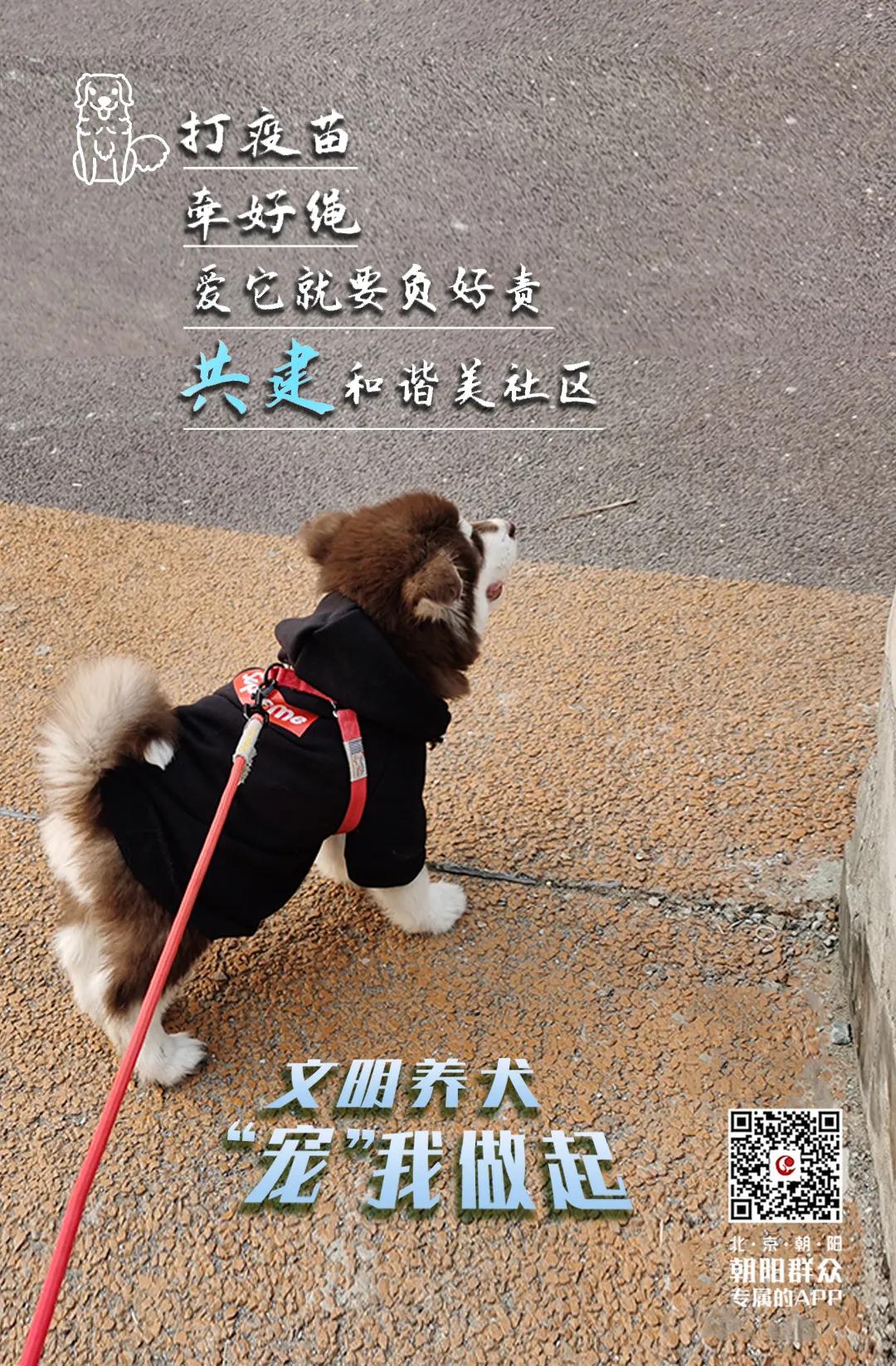 朝阳群众的文明行动