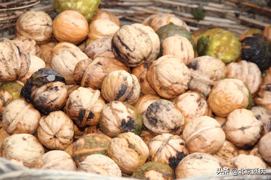 延庆金秋遍地香 庄科核桃丰收忙