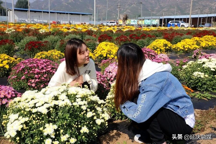 世园会两周年丨延庆区紧抓绿色发展机遇 助推园艺产业发展新动能