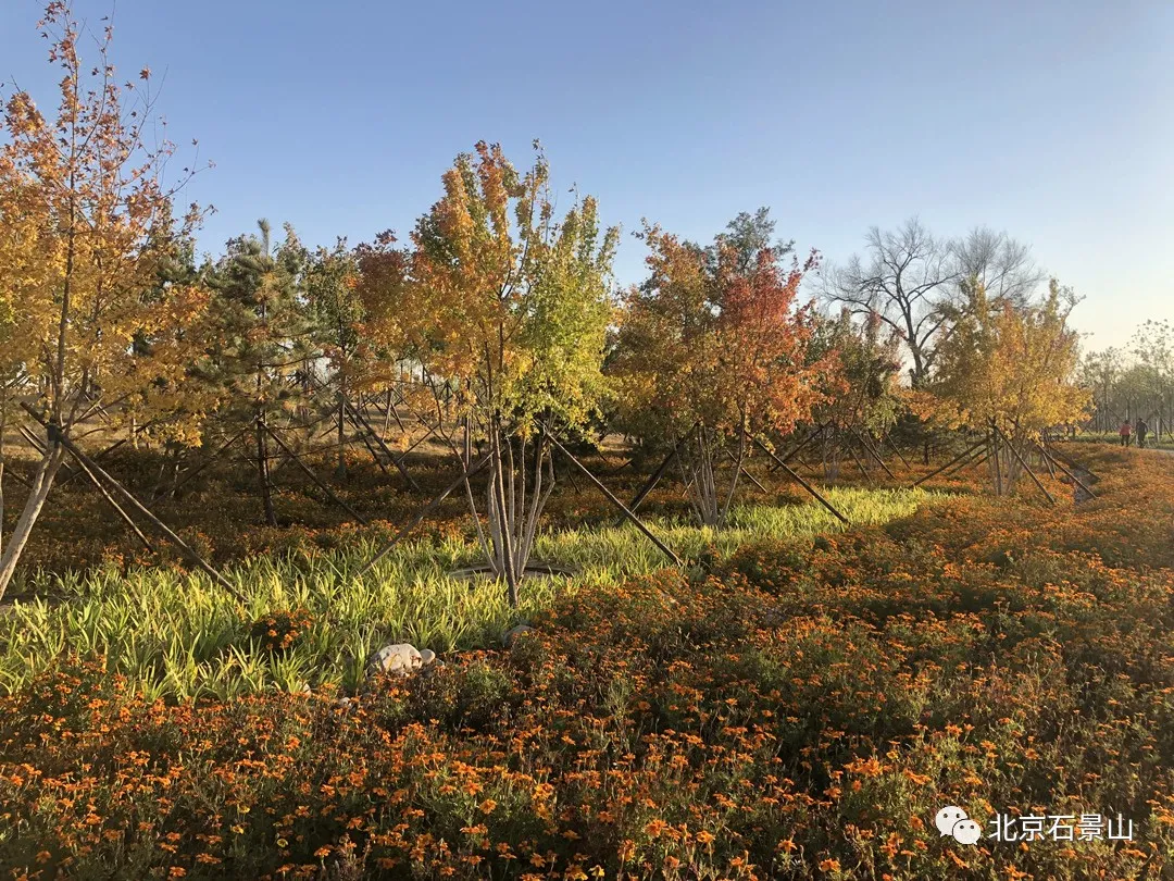 衙门口城市森林公园：京西最大规模的留白增绿片区