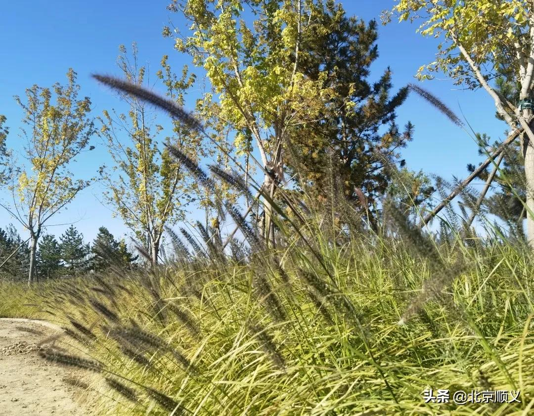 年底完工！温榆河公园顺义一期将打造“蓝绿交织、古今交融”的生态休闲空间~