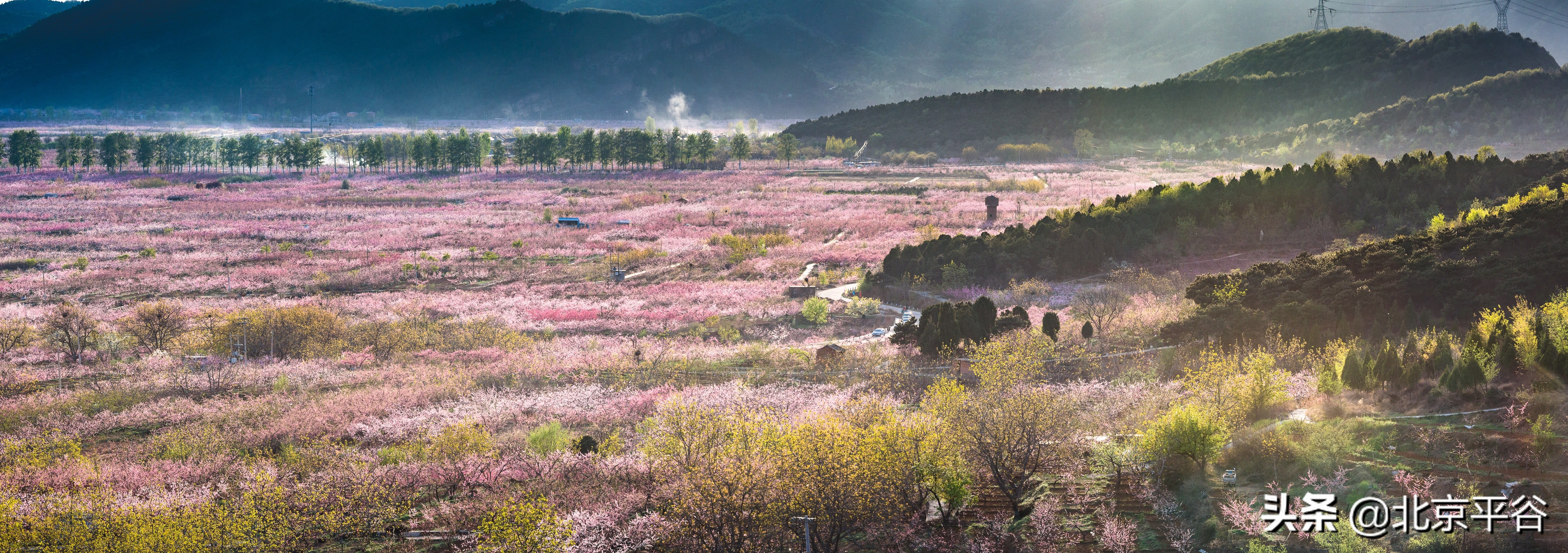 平谷携手阿里巴巴 世界级景观平谷桃花海云上绽放