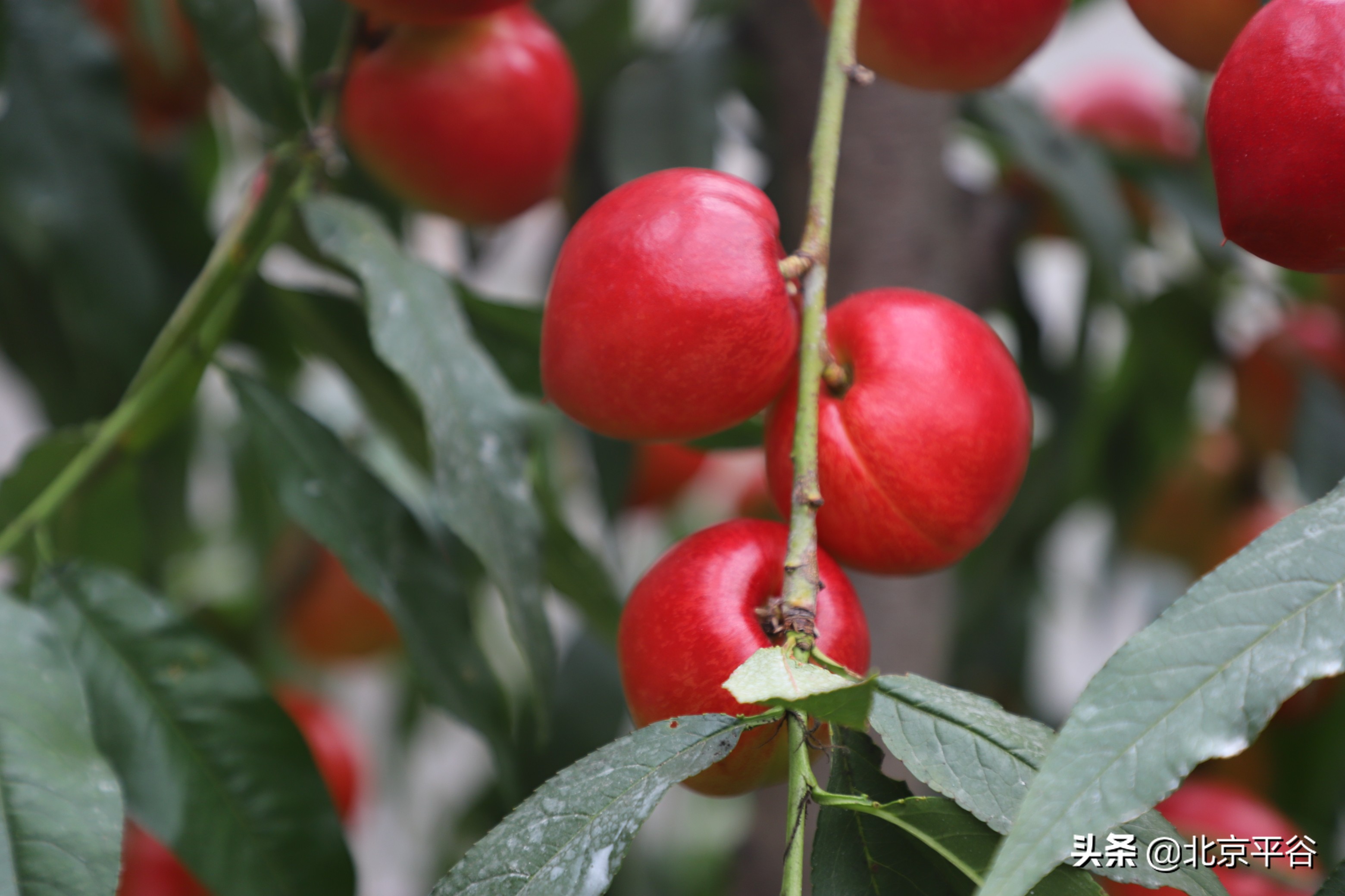 北京平谷：万亩桃花竞绽放 温室大桃俏枝头