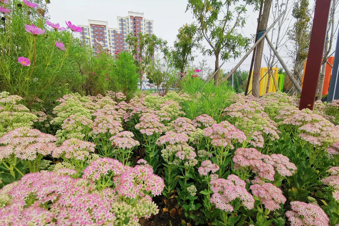 就在明天！衙门口城市森林公园正式开园！又多一个好去处~