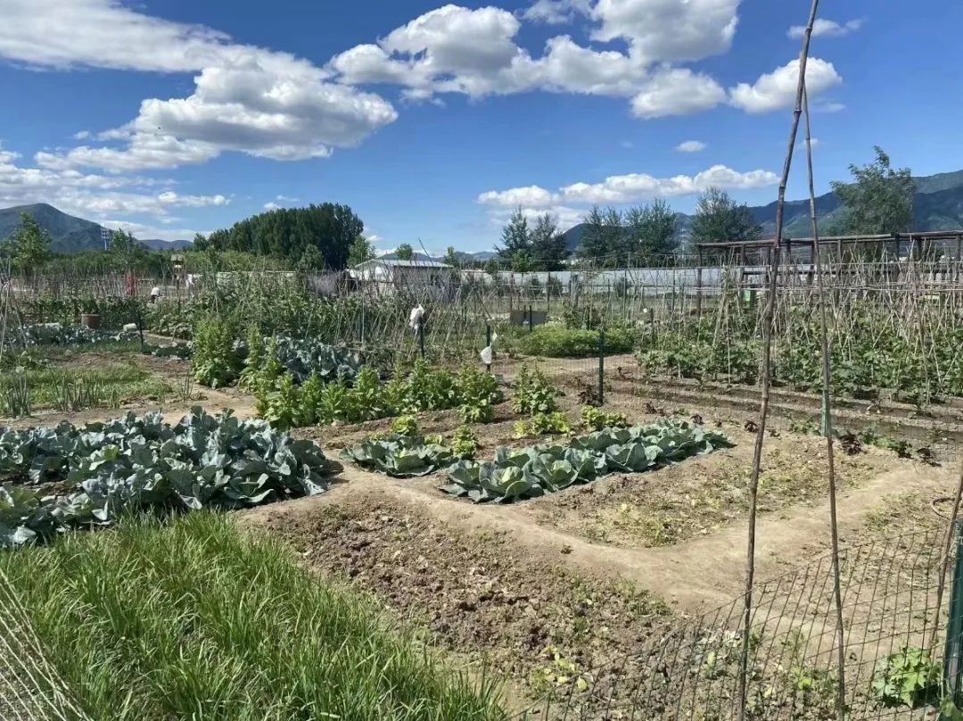 做一个“都市农夫”