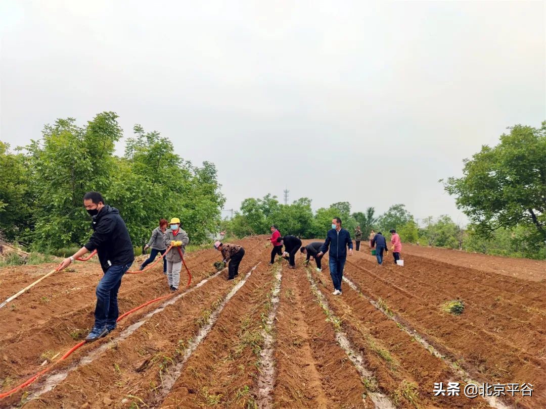 平谷区金海湖镇党建引领聚合力 复耕复种添动力