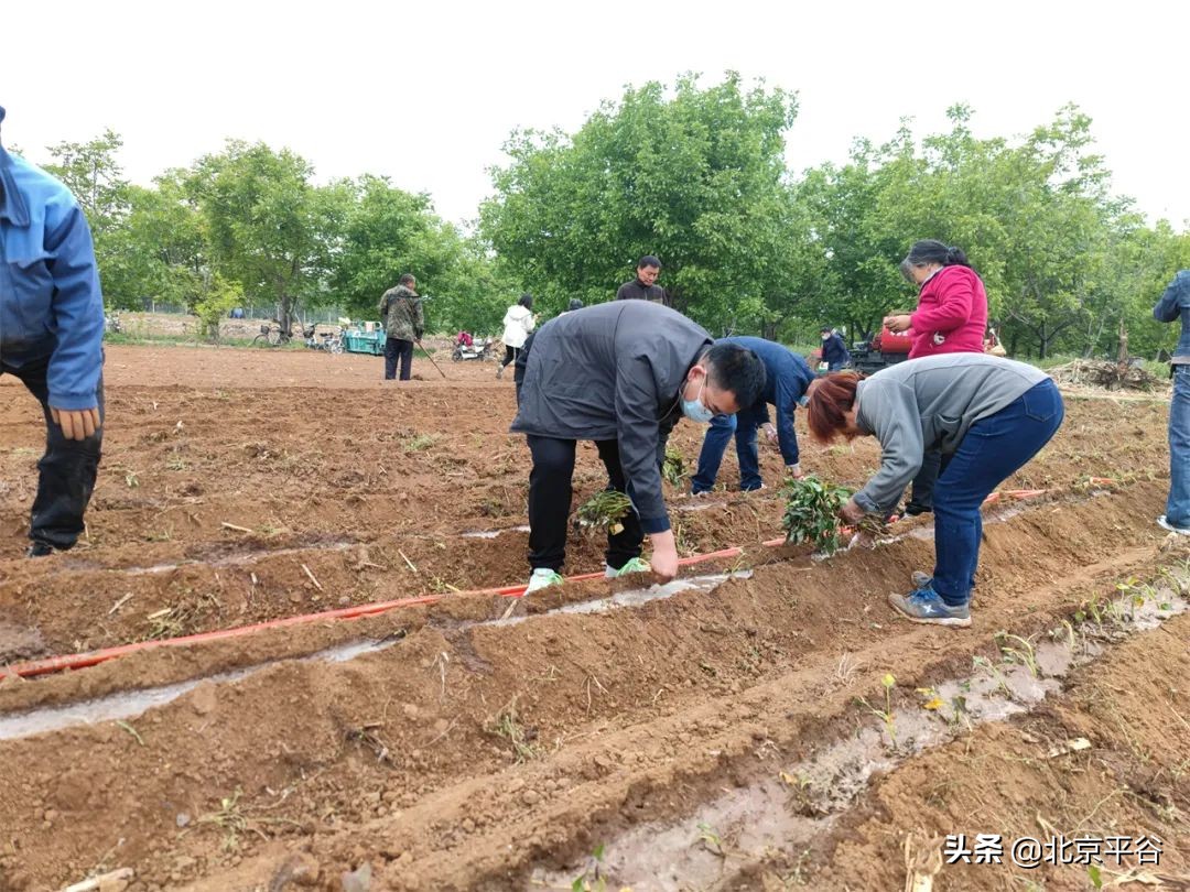 平谷区金海湖镇党建引领聚合力 复耕复种添动力