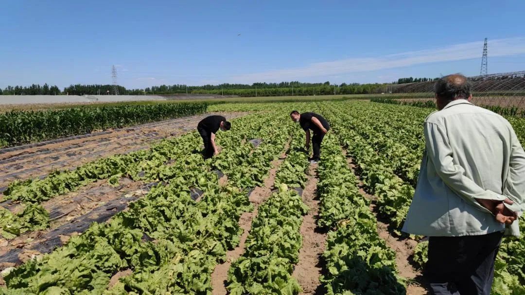 直销！杨镇为果蔬找“路”为百姓解忧