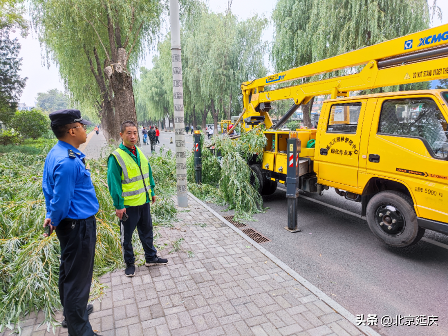 我为群众办实事丨蚂蚁蛀空大树 延庆多部门联合除隐患