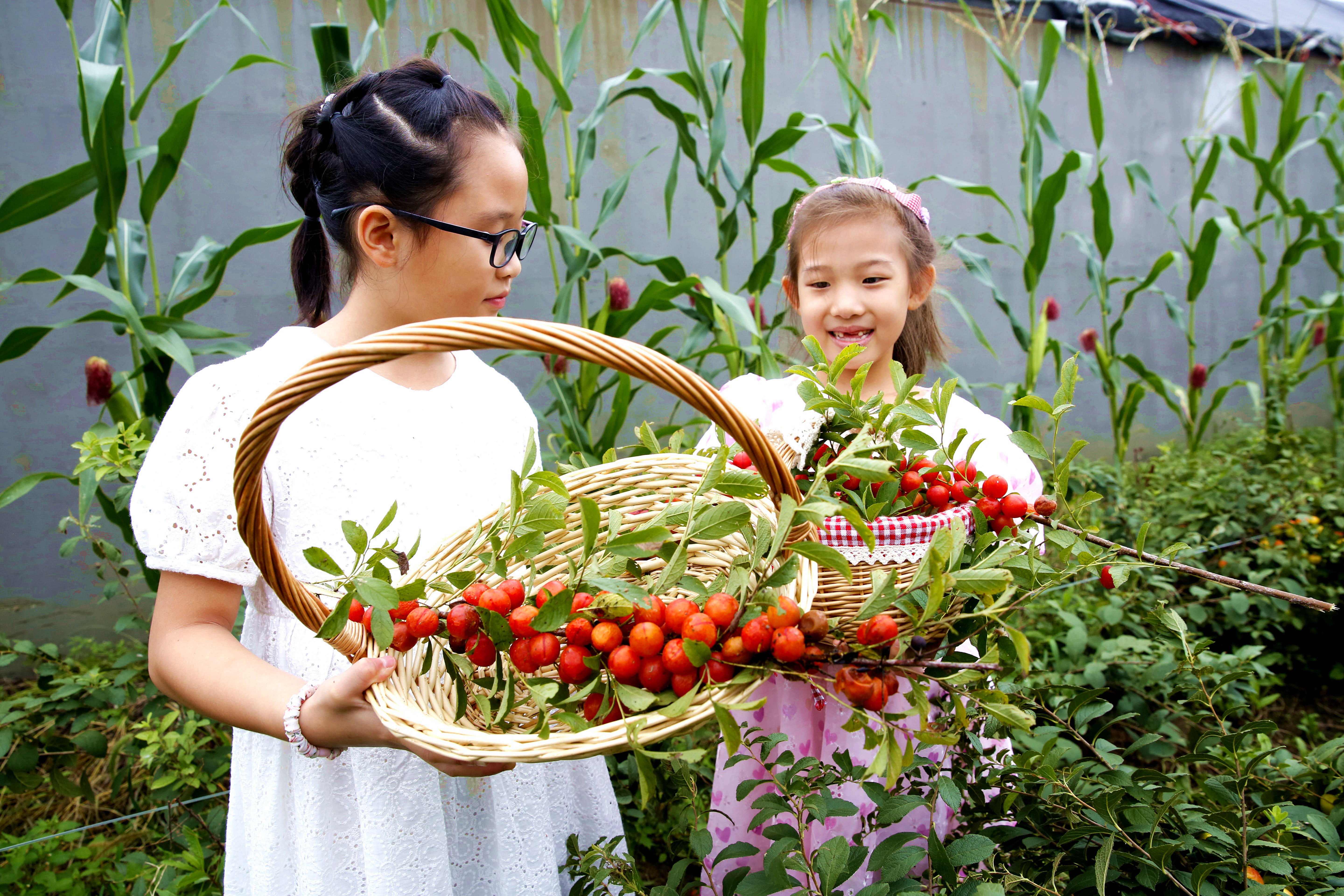 平谷区东高村镇第九届欧李节开幕 高钙欧李采摘正当时
