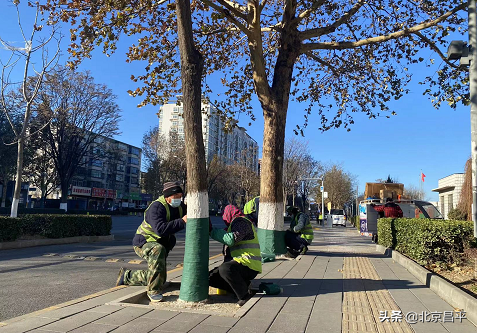 穿“靴子”裹“棉衣”！昌平冬季树木养护工作启动