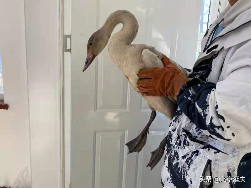 维护和谐共生家园，延庆多方携手救助落单天鹅