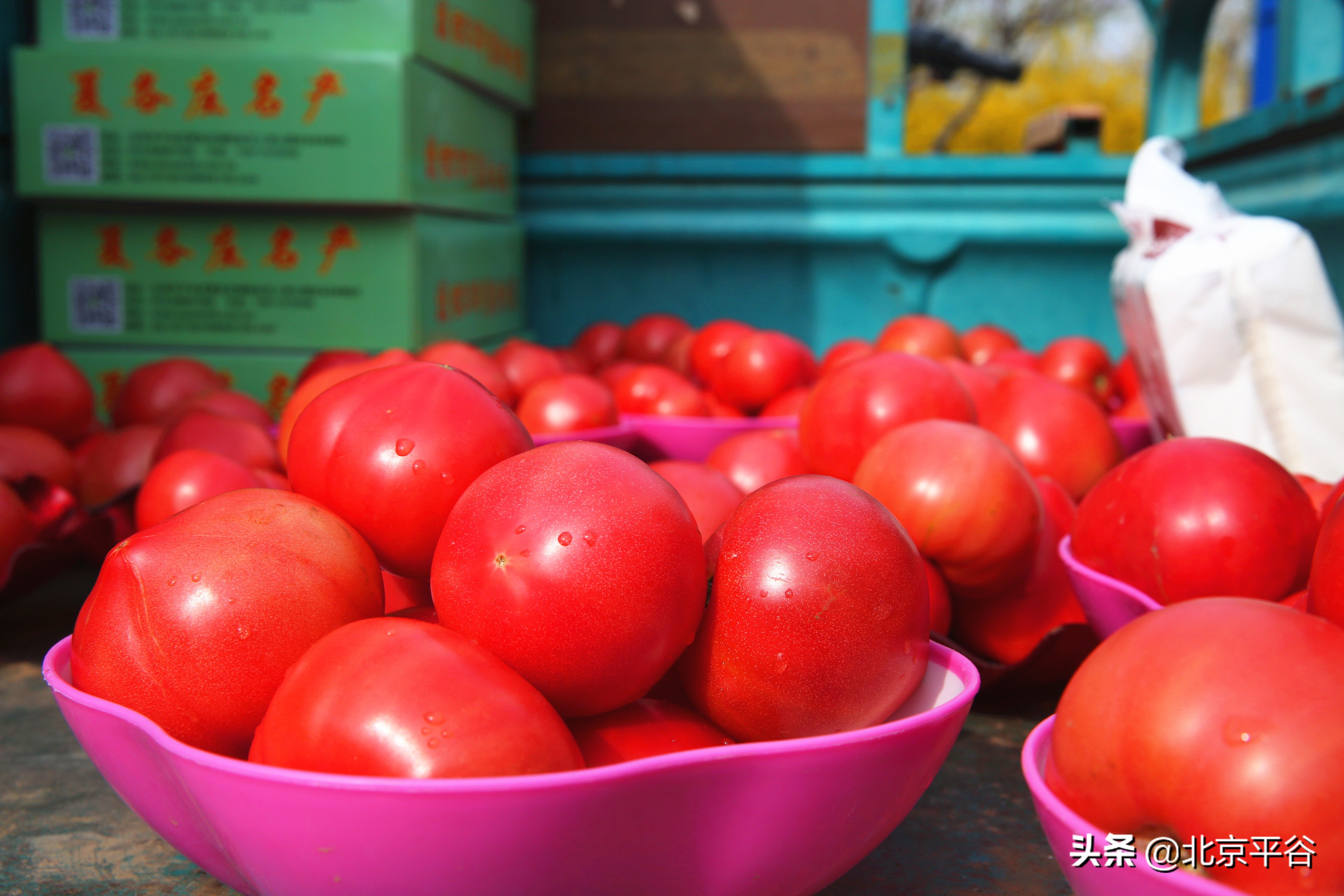 北京平谷夏各庄西红柿熟了，找回30年前老味道