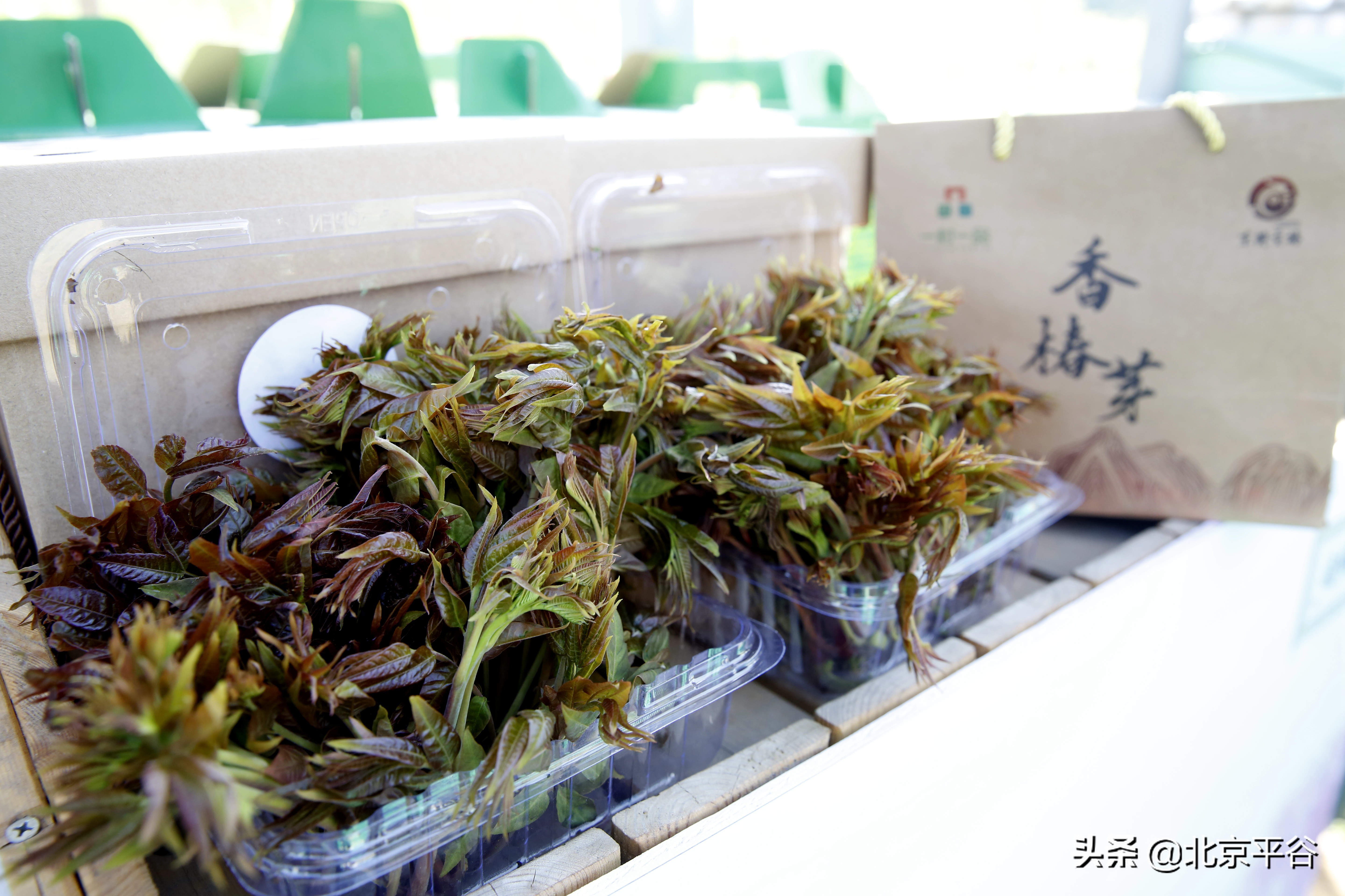 平谷香椿文化节线上举办