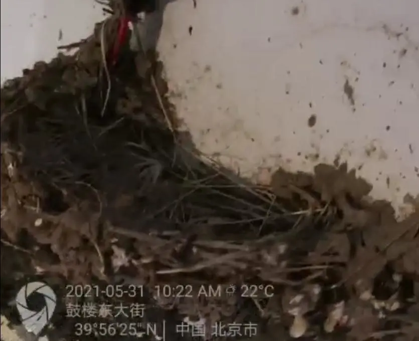 护“燕”成长，延迟拆违，这群城管有点儿暖！