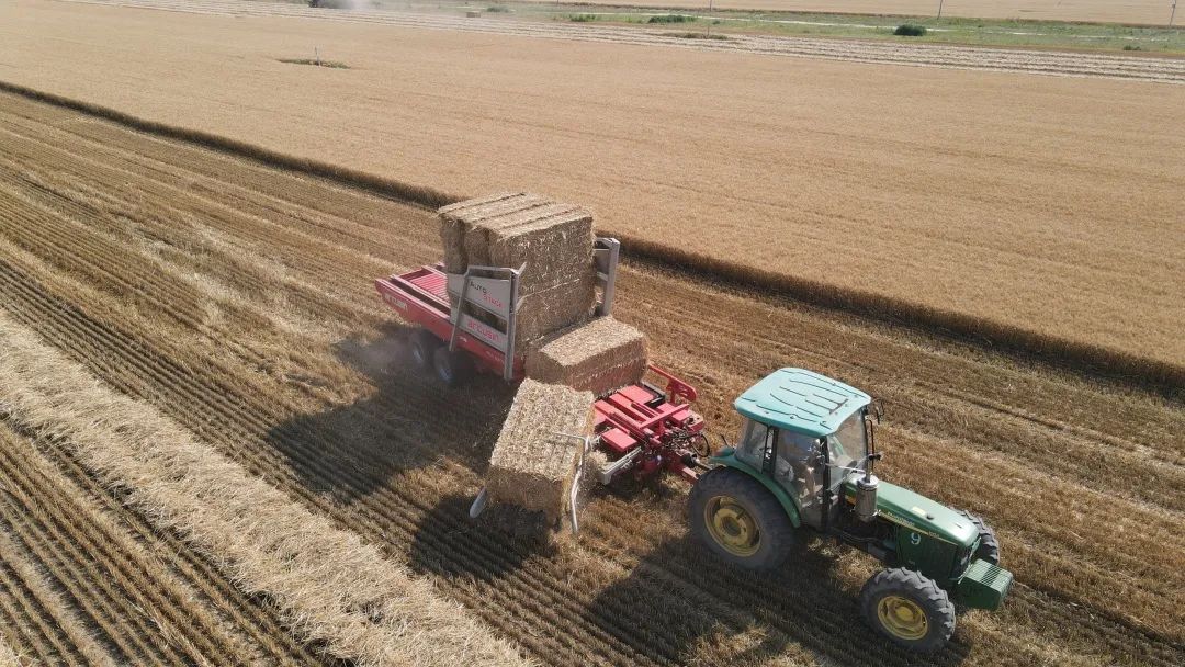 顺义区12万亩麦田即将开镰收割