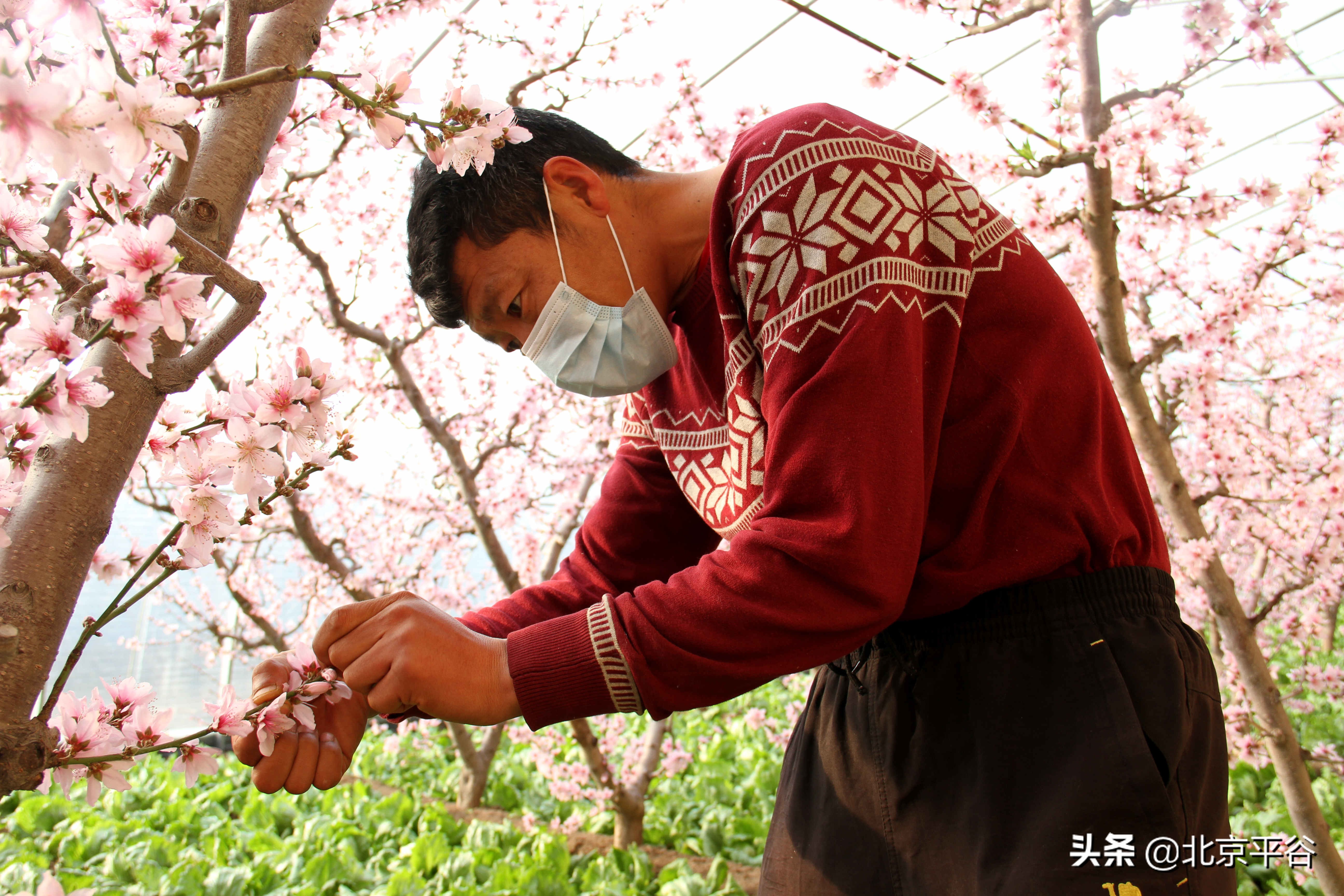 平谷温室桃花朵朵开 竞相绽放春意浓