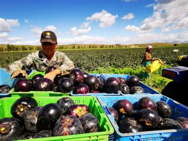 丰台实现消费帮扶金额4亿元：全链条联动助力乡村振兴