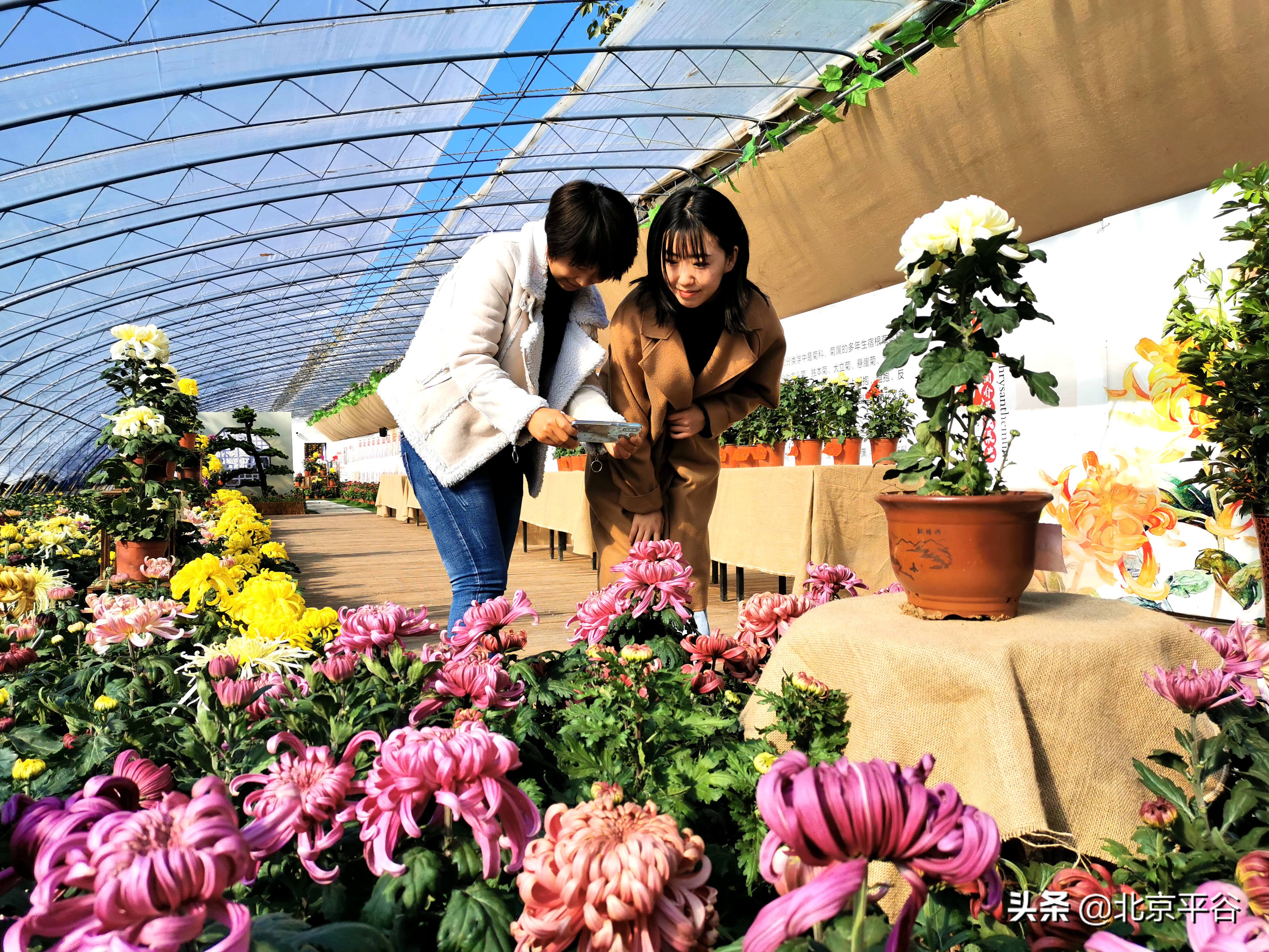 “全新一代食用菊花品种”在平谷区大兴庄镇全国首发