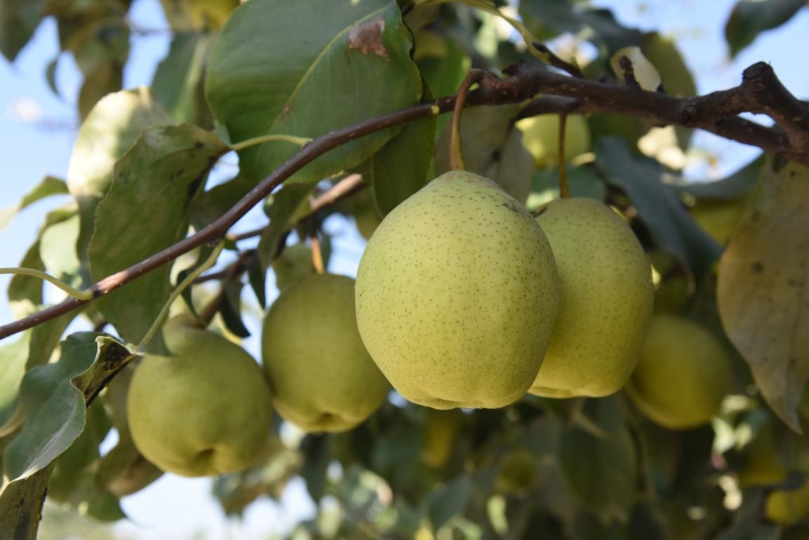 千年古镇不老屯 万亩贡梨喜丰收