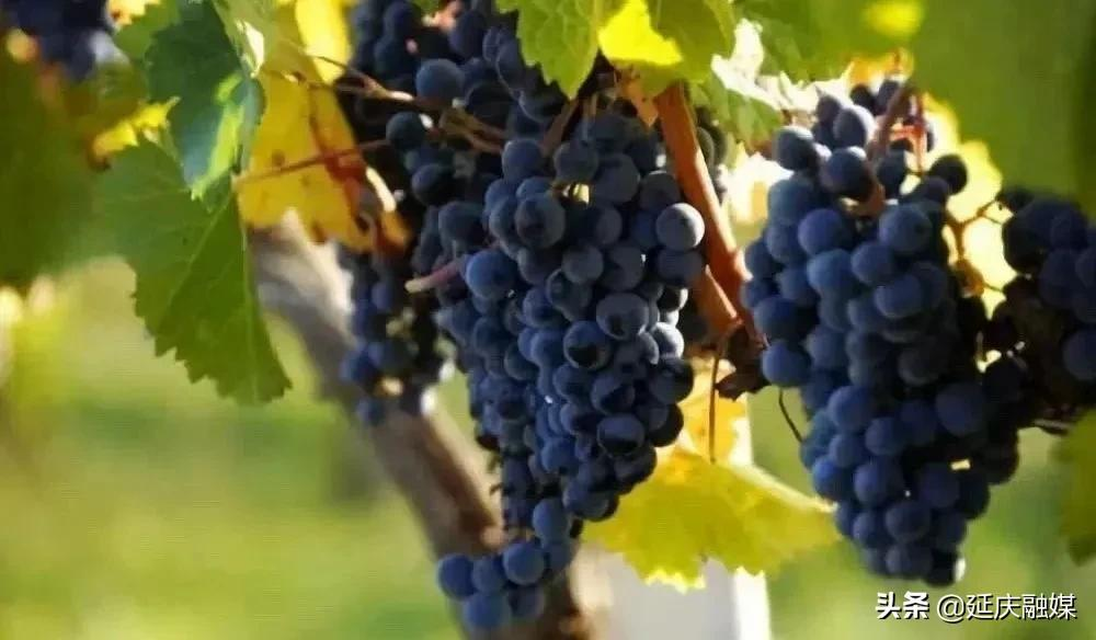 从帮扶到协同发展，延庆帮扶干部高翔：肩上有责任，心中有信念！