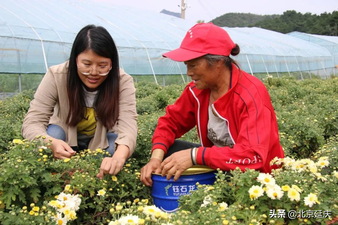 延庆不断推动区域休闲农业高质量发展，努力实现乡村振兴