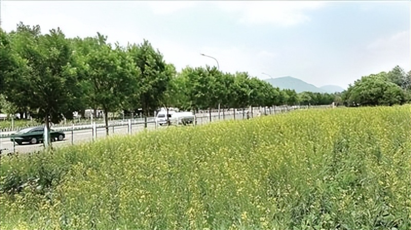 温泉镇270亩荒地变身四季花海