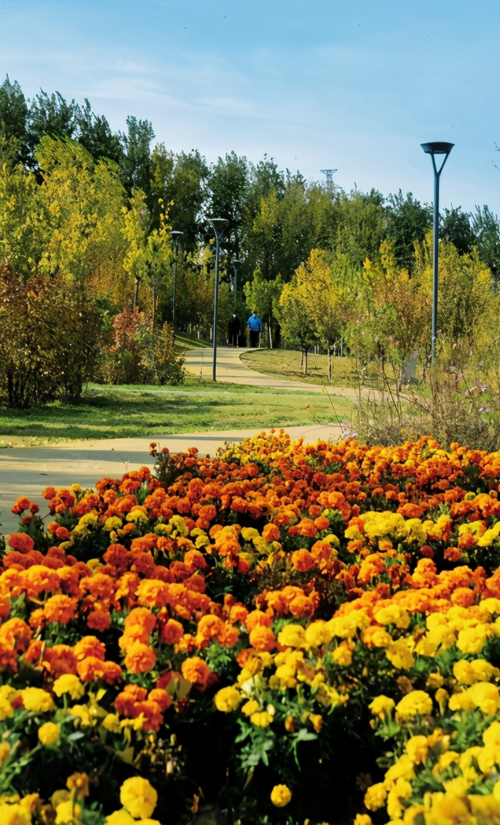 秋韵美景醉朝阳，绚丽多彩惹人爱