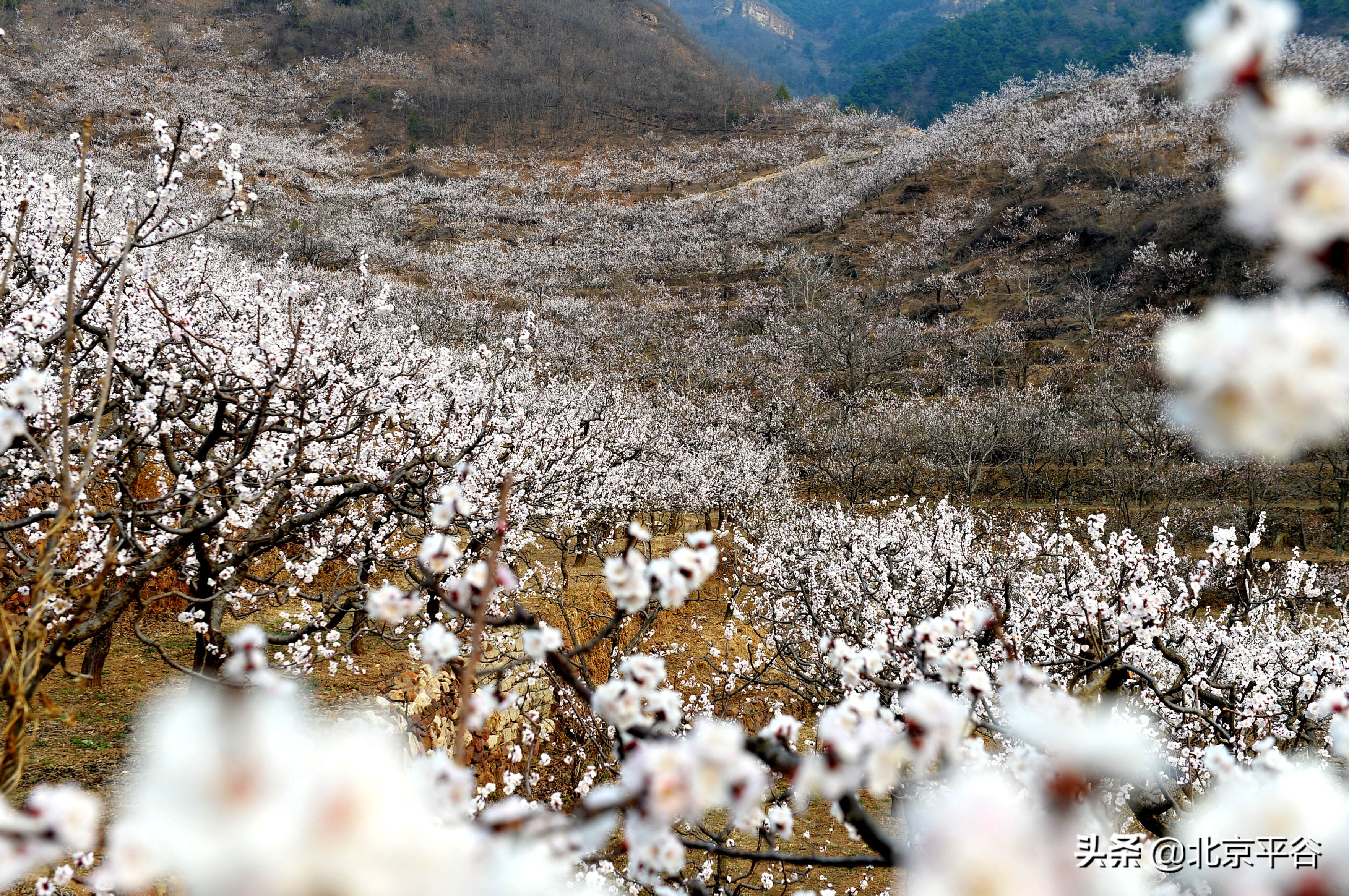 北京平谷 万亩杏花次第开放