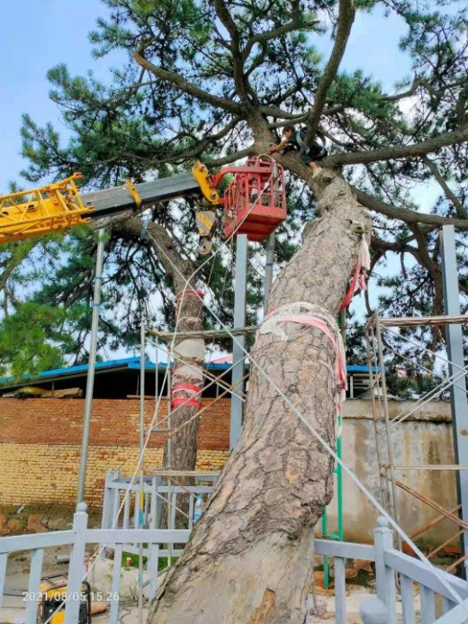 百年古树倾斜，“专家会诊”修复太师屯镇开展古树复壮工作