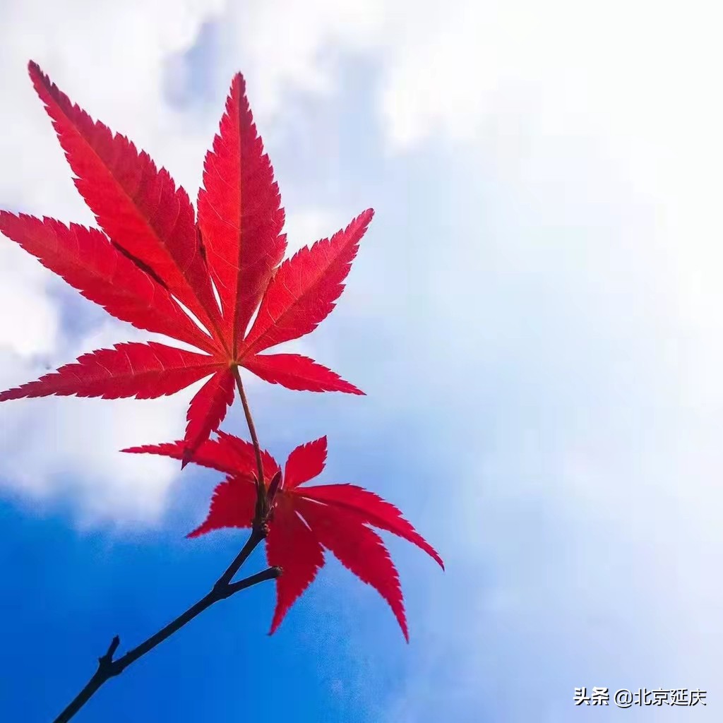 最美冬奥城延庆，朋友圈里一片蓝天