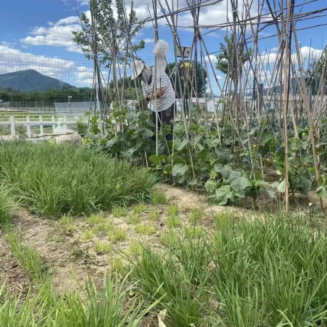 做一个“都市农夫”