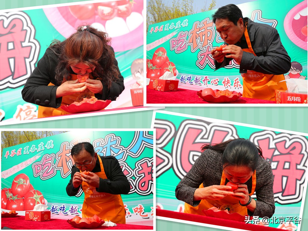 北京平谷夏各庄西红柿熟了，找回30年前老味道