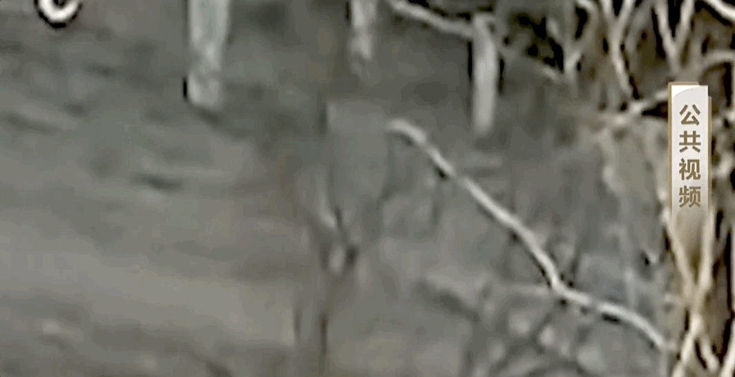 挺身而出是警察的本能