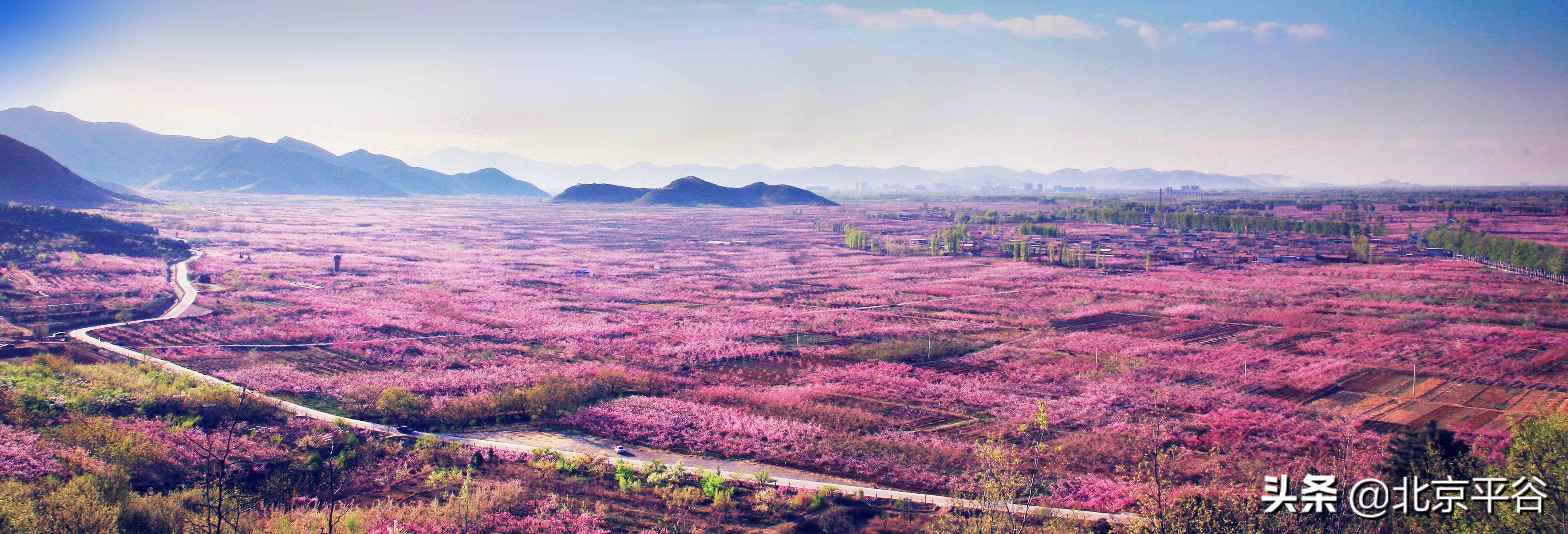 平谷携手阿里巴巴 世界级景观平谷桃花海云上绽放